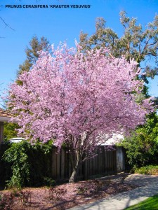 Prunus cerasifera 'Krauter Vesuvius' - blooming